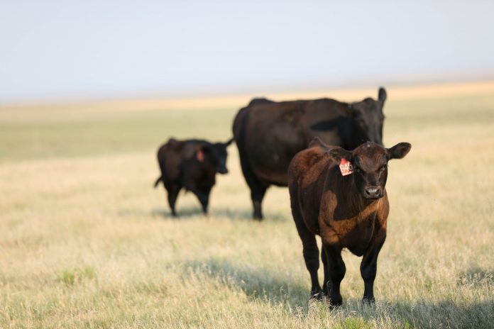 cattle cattle