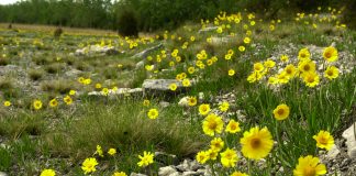 Lakeside daisies