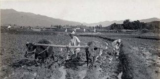 cattle pulling plow