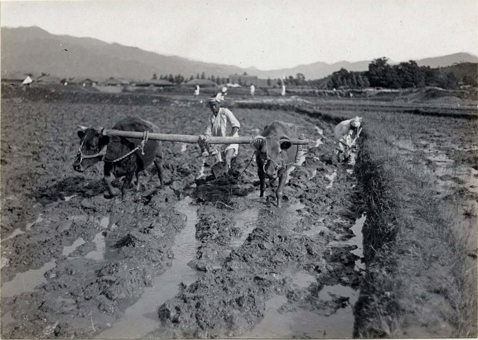 cattle pulling plow cattle pulling plow