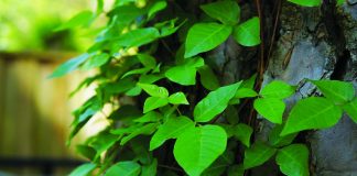 poison ivy