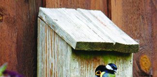 nesting box