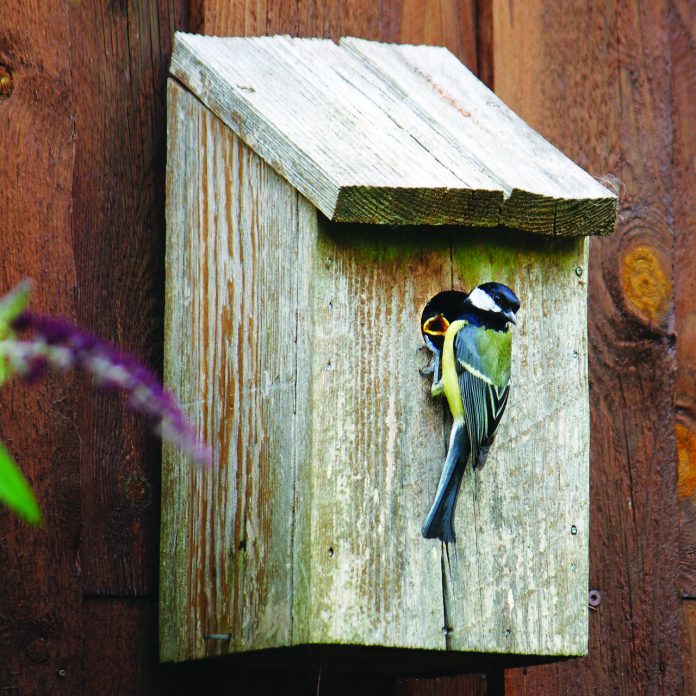 nesting box nesting box