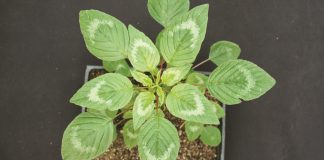 Palmer Amaranth