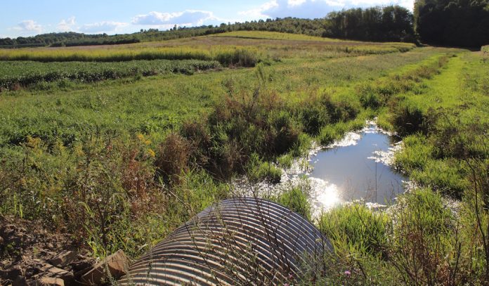 field tile water CRP water quality, tile, CRP, Ohio farm