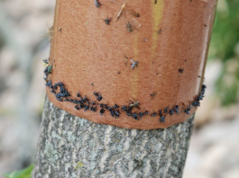 Spotted lanternfly sticky band traps