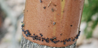 Spotted lanternfly sticky band traps