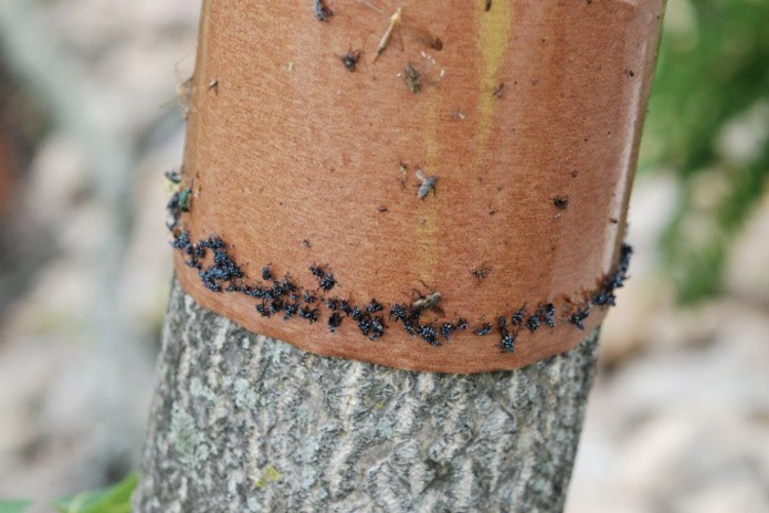 Spotted lanternfly sticky band traps Spotted lanternfly sticky band traps