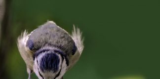 bird in bird bath