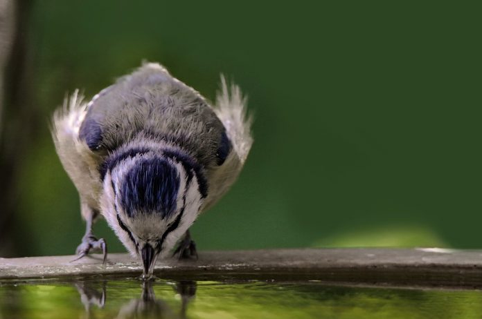 bird in bird bath bird in bird bath