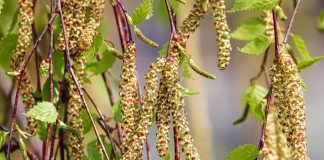 birch catkins