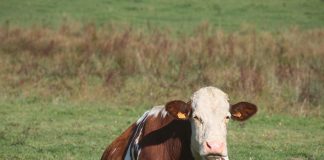 cattle