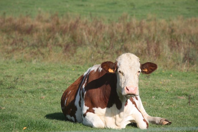 cattle cattle