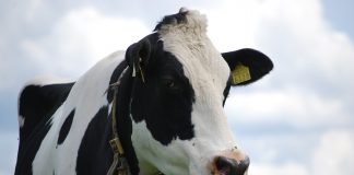simmental cow