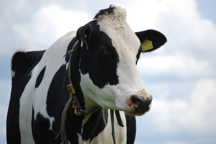 simmental cow simmental cow
