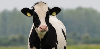 dairy beef, Holstein,