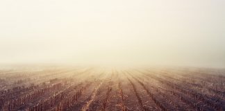 foggy corn field