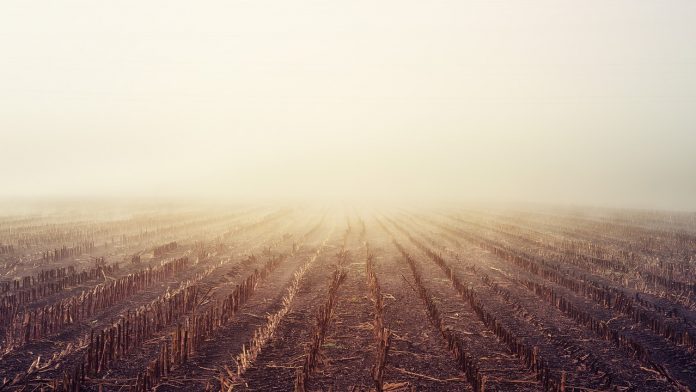 foggy corn field foggy corn field