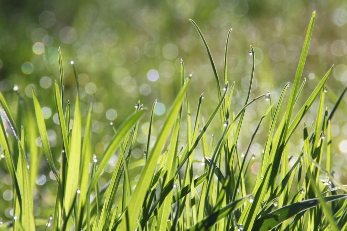 dew on grass dew on grass
