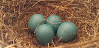 robin's eggs