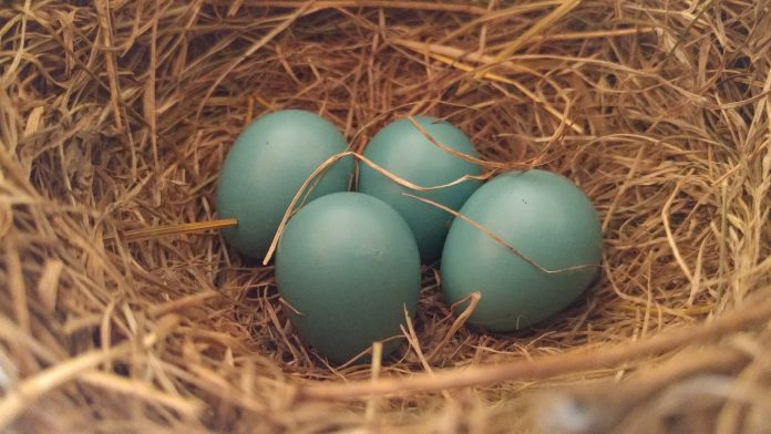 robin's eggs robin's eggs