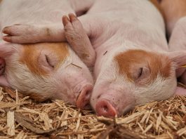 piglets