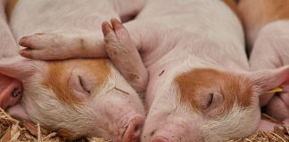 piglets