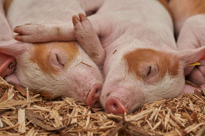 piglets piglets