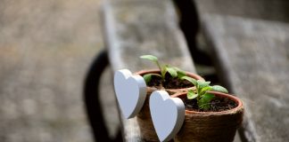 seedlings