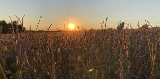 soybeans, grain market,sunset