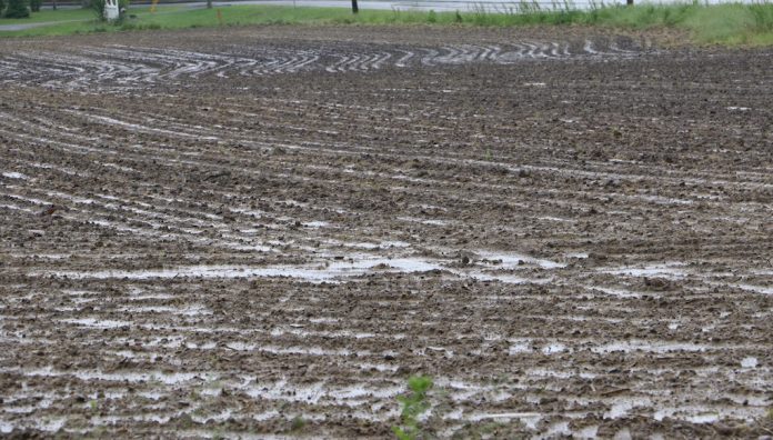 wet field 2019 prevented planting 2019 cornfield