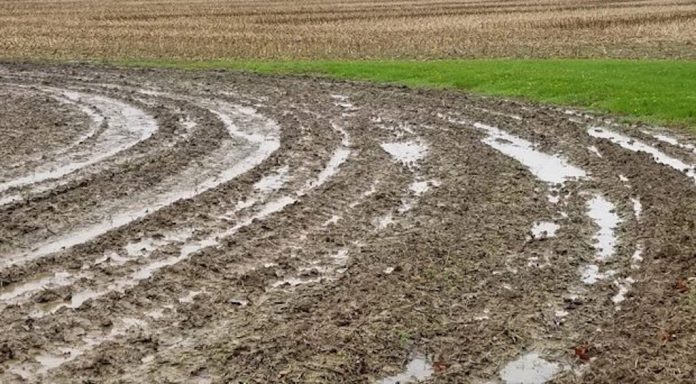 wet-field wet field, prevented planting, weather