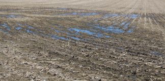 delayed planting, wet field, Ohio farm,