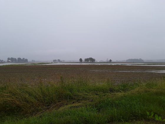 flood waters in a shelby county corn field