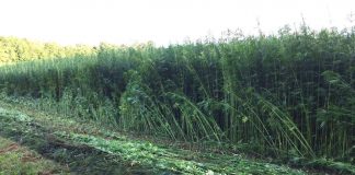 Hemp field
