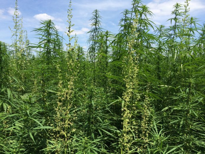 hemp field hemp field