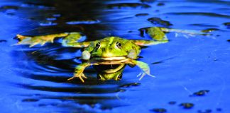 bullfrog
