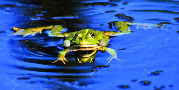 bullfrog bullfrog
