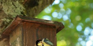 titmice