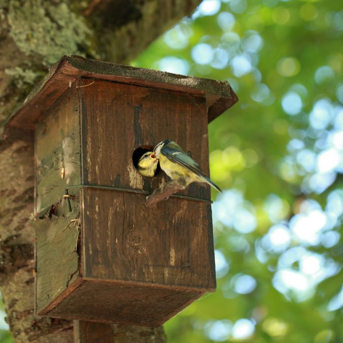 titmice titmice
