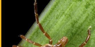 lone star tick