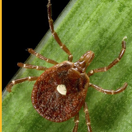 lone star tick lone star tick
