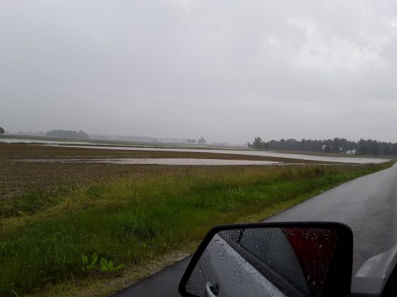 flood waters in a shelby county corn field