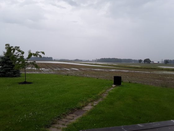 flood waters in a shelby county corn field