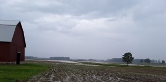 flood waters in a shelby county corn field