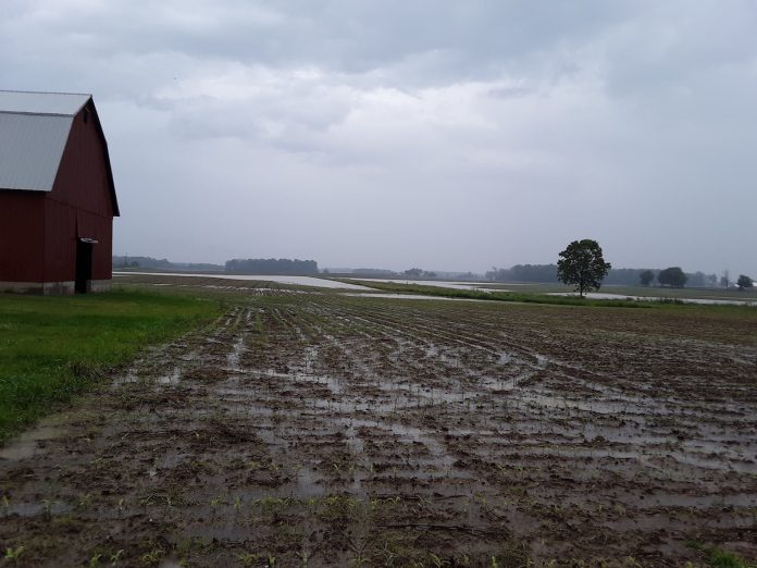 Shelby County flooding 2 flood waters in a shelby county corn field