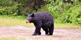 Black Bear