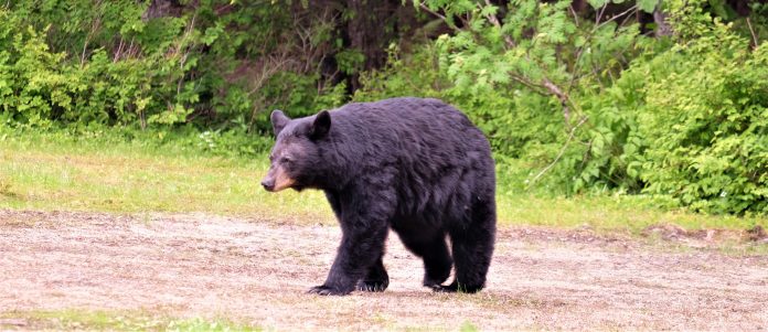 Black Bear Black Bear