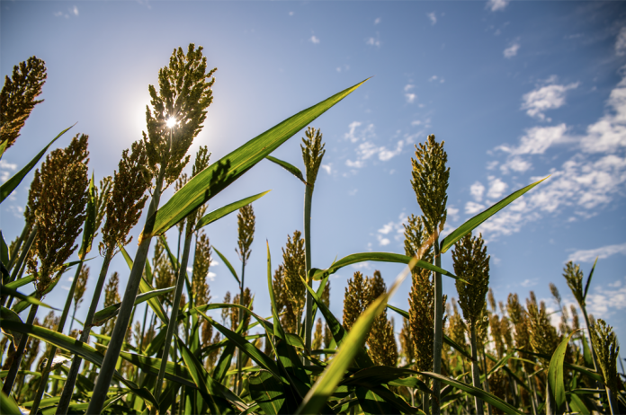 sorghum sorghum