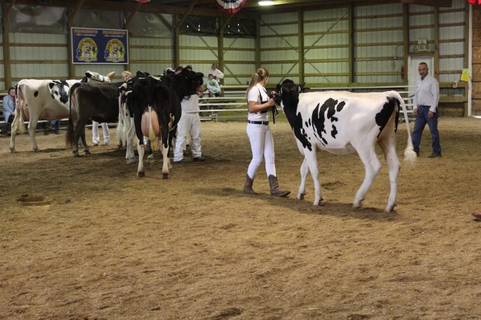 Dairy showmanship dairy showmanship